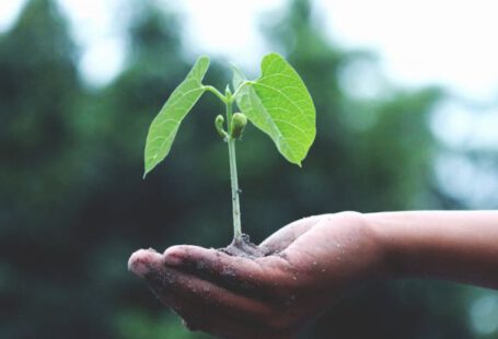 Business Growth - Person Holding A Green Plant